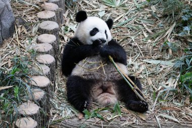 Happy Panda Cub , Le Le, Eating Bamboo, Mandai Zoo Singapore
