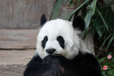 Female panda smiling while eating bamboo