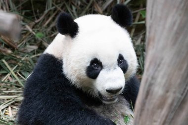 Singapur 'da, Le Le' de Bambu Yiyen Mutlu Küçük Panda