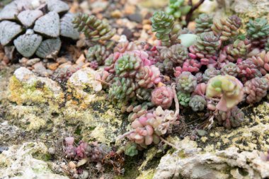 Succulent Garden Arrangement in a tiny space for Minimalist Lifestyle