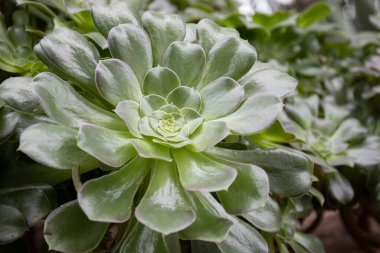 Beautiful Succulent in the gaerden