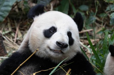 Close up Happy Panda. Le Le , River Wonders , Singapore