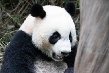 Close up Happy Panda. Le Le , River Wonders , Singapore