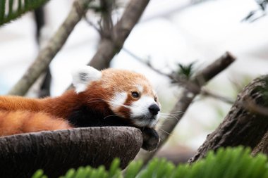 Close up Red Panda, Lesser Panda, Resting on the Tree
