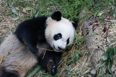 Close up Happy Panda. Le Le , River Wonders , Singapore