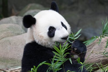 Close up Happy Panda. Le Le , River Wonders , Singapore