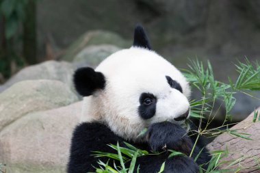 Close up Happy Panda. Le Le , River Wonders , Singapore