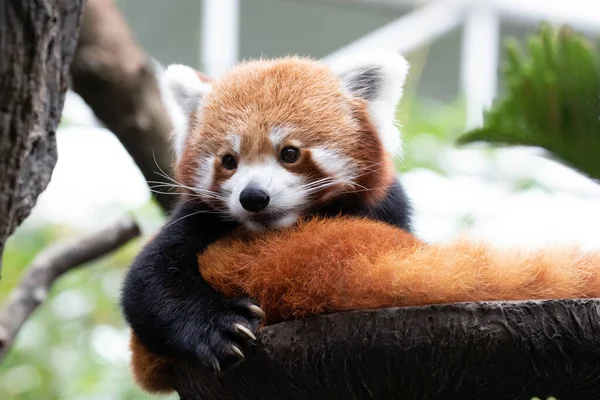 Close up Red Panda, Lesser Panda, Resting on the Tree