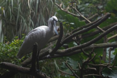 Close up Black-faced Spoonbill Bird standing in the pond