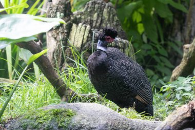 Siyah beyaz bir pelikanın yakın plan fotoğrafı.