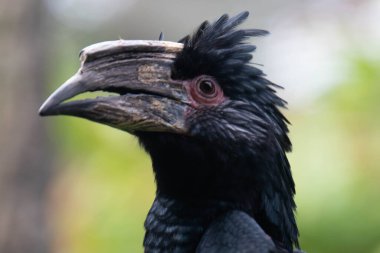 A Portrait of Trumpeter Hornbill 