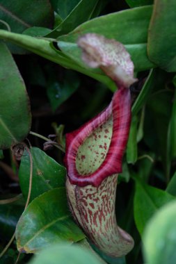 Amazing pitcher plant , Nepenthes tropical pitcher plant