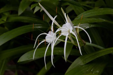 Classic and Elegant Flower in the garden
