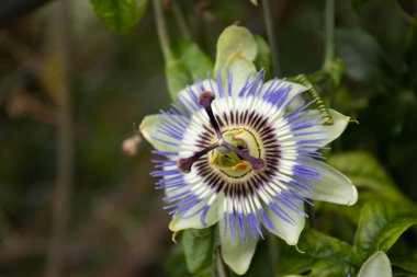 Amazing form of white and purple flower , Blue Passion Flower Vine