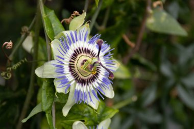 Amazing form of white and purple flower , Blue Passion Flower Vine