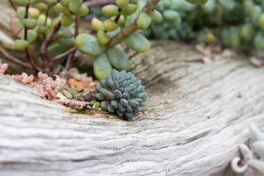 Planting Succulent for Decoration
