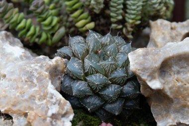 Planting Succulent for Decoration