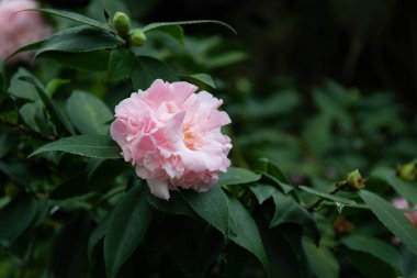 Beautiful Soft Pink Rose in the Garden