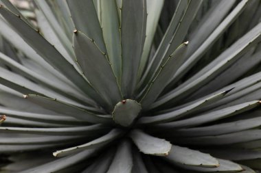 Beautiful shape and amazing surface of Cactus