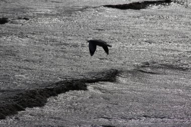 Scenic of the sunset with a Single sea gull flying in the sky