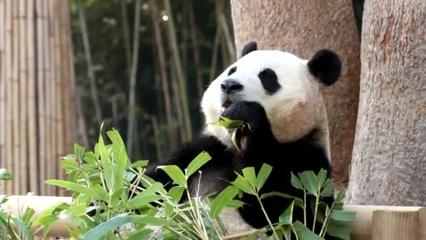 Happy Giant Panda Bao Everland Corea Del Sur — Vídeos de Stock