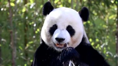 Neşeli Erkek Panda, Le Bao, Everland, Güney Kore, yatıyor, bambu yiyor