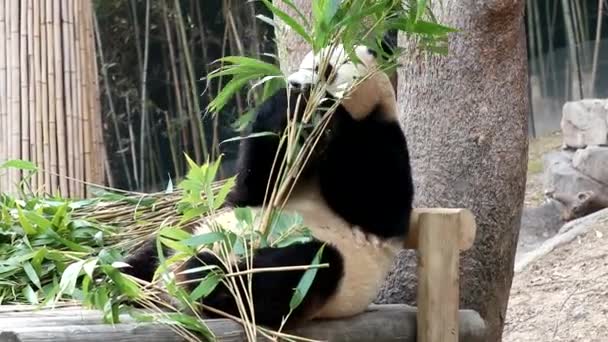 Happy Giant Panda Bao Everland Jižní Korea — Stock video