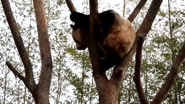 Juguetón Macho Panda Bao Everland Corea Del Sur Tendido Divertirse — Vídeos de Stock
