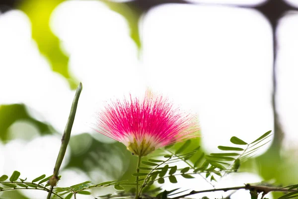 Stock image Bright blooming Gentle red flower in Summer, Pink Red Powder Puff