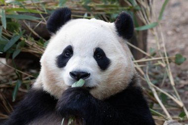 Mutlu tatlı Panda Fu Bao 'nun komik pozu.