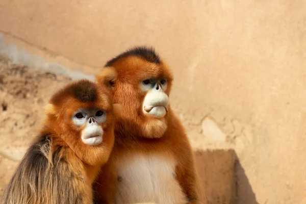 Ein Paar Vater Und Mutter Golden Monkey Entspannen Sich Auf — Stockfoto