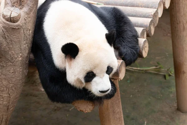 Verspielter Männlicher Panda Bao Schlafen Auf Dem Baumstamm — Stockfoto
