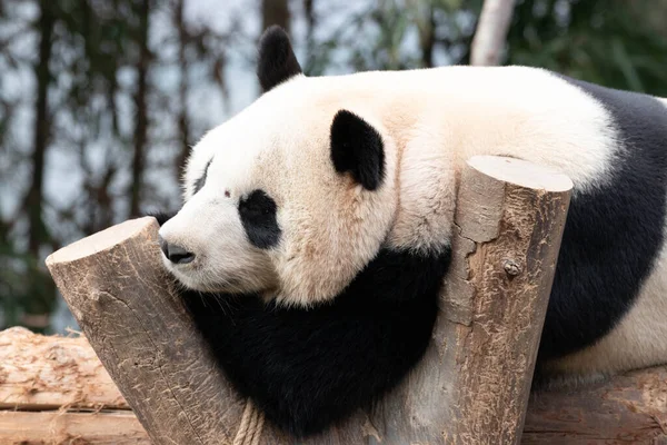 Verspielter Männlicher Panda Bao Schlafen Auf Dem Baumstamm — Stockfoto