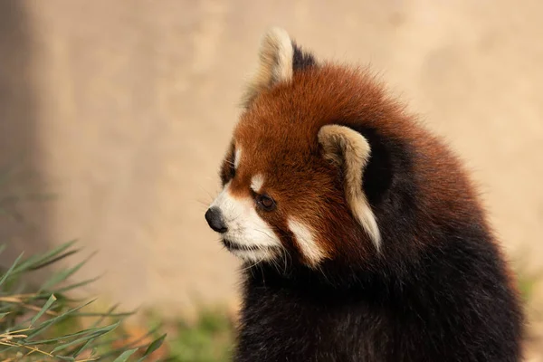 Curieux Red Panda Regarde Caméra — Photo