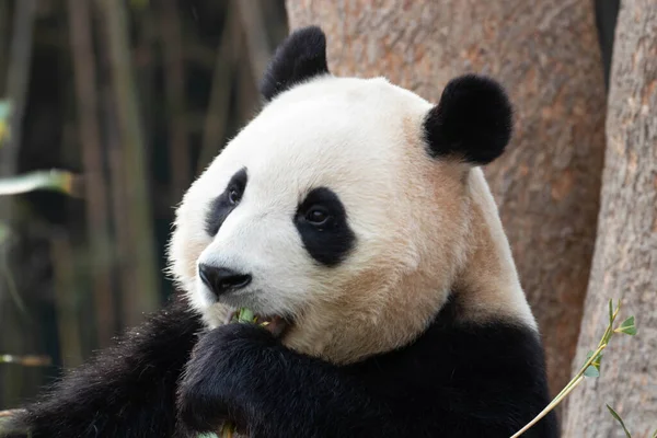 Édes Panda Portré Bao — Stock Fotó
