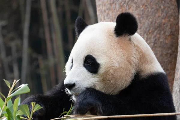 Tatlı Panda Nın Portresi Bao — Stok fotoğraf