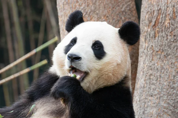 Portret Słodkiej Pandy Bao — Zdjęcie stockowe