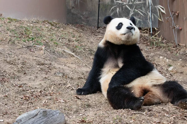Vicces Pózban Boldog Édes Panda Bao — Stock Fotó