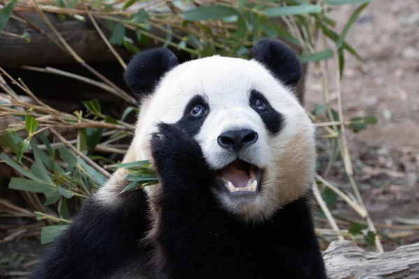 Смешная Поза Счастливой Сладкой Панды Бао — стоковое фото