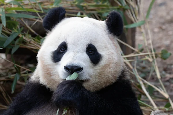 Lustige Pose Von Happy Sweet Panda Bao — Stockfoto