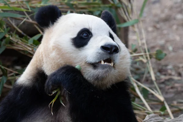 Rolig Pose Glad Söt Panda Bao — Stockfoto