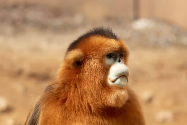 Retrato Macaco Dourado Macho Fotografia De Stock