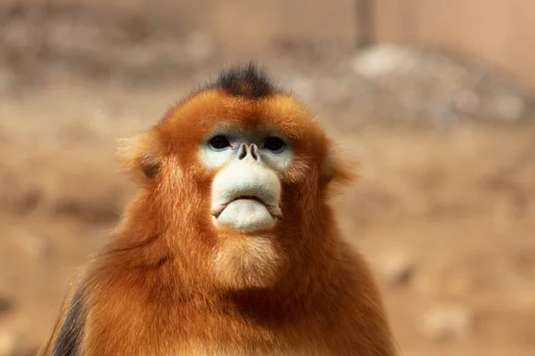 Retrato Macaco Dourado Macho Imagem De Stock