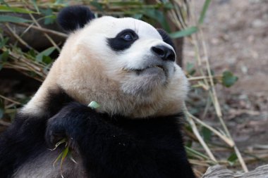 Mutlu küçük pandanın komik duruşu, Fu Bao