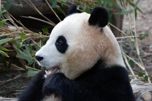 快乐小熊猫的滑稽小猪 — 图库照片