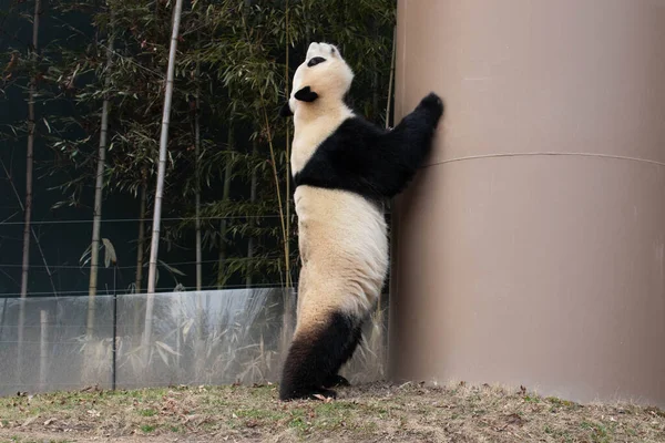 Lustige Pose Von Happy Little Panda Bao Auf Dem Boden — Stockfoto