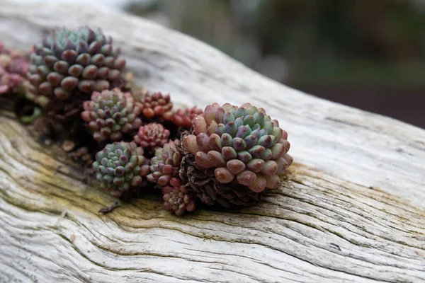 Niet Veel Aandacht Nodig Planten Succulent Goed Voor Minimalistische Hobby — Stockfoto