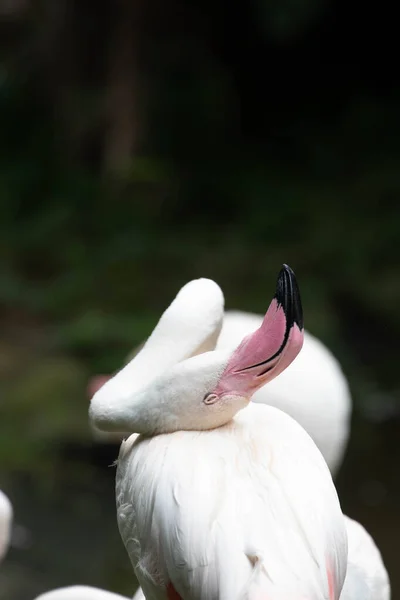 Fehér Flamingó Tónál Pihen Délután — Stock Fotó