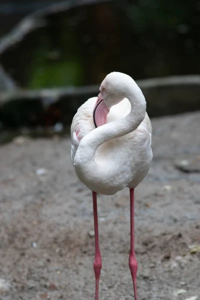 Der Weiße Flamingo Ruht Nachmittag See — Stockfoto