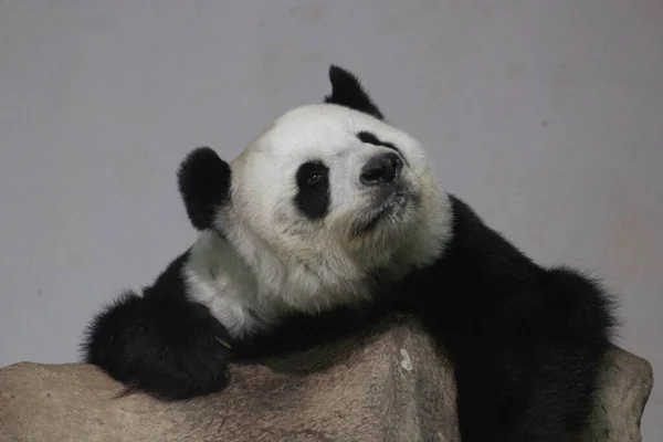 Sleepy Giant Panda Lin Hui Thailand — Stock Photo, Image